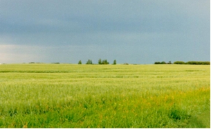 Photo:Wheat Field in Rolette N.D